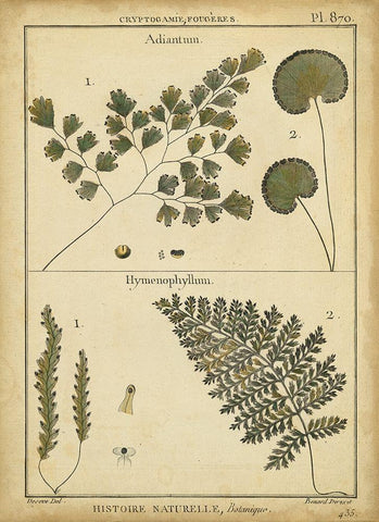 Diderot Antique Ferns IV Black Ornate Wood Framed Art Print with Double Matting by Diderot, Denis