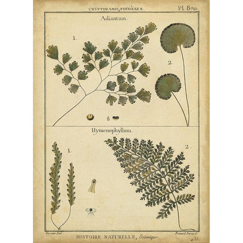 Diderot Antique Ferns IV Black Modern Wood Framed Art Print with Double Matting by Diderot, Denis