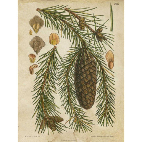 Vintage Conifers I Gold Ornate Wood Framed Art Print with Double Matting by Vision Studio