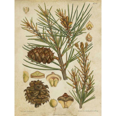 Vintage Conifers II Gold Ornate Wood Framed Art Print with Double Matting by Vision Studio