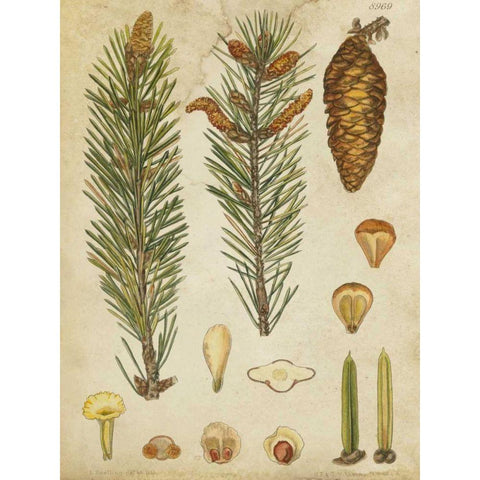 Vintage Conifers IV Gold Ornate Wood Framed Art Print with Double Matting by Vision Studio