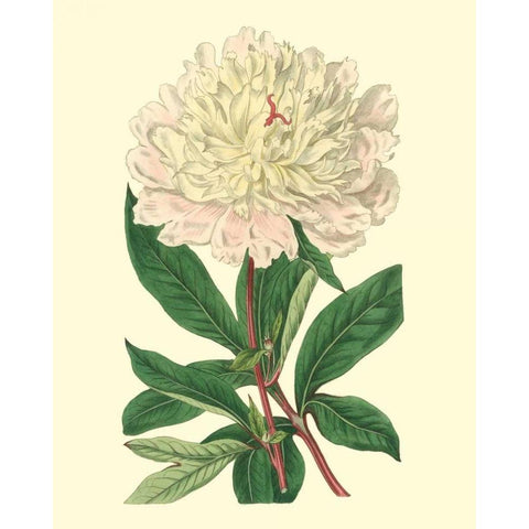 Chinese Peony White Modern Wood Framed Art Print by Edwards