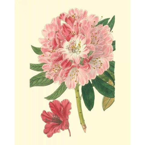 Pink Rhododendron White Modern Wood Framed Art Print by Edwards