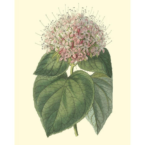 Fragrant Clerodendron Gold Ornate Wood Framed Art Print with Double Matting by Edwards, Sydenham