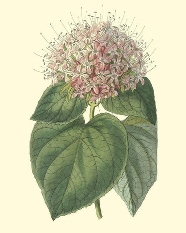 Fragrant Clerodendron Black Ornate Wood Framed Art Print with Double Matting by Edwards, Sydenham