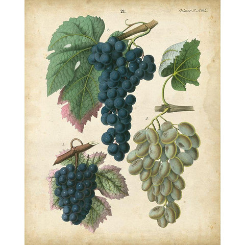 Calwer Grapes I Black Modern Wood Framed Art Print with Double Matting by Calwer