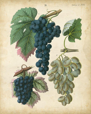 Calwer Grapes I Black Ornate Wood Framed Art Print with Double Matting by Calwer