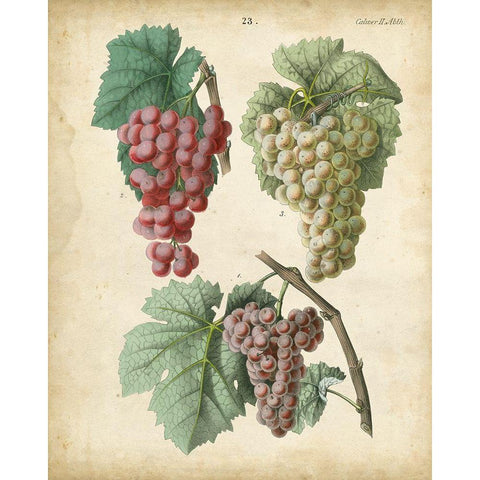 Calwer Grapes II White Modern Wood Framed Art Print by Calwer