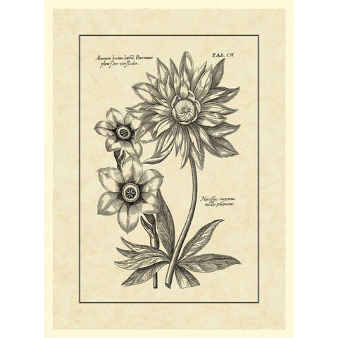 Vintage Besler I White Modern Wood Framed Art Print by Besler, Basilius