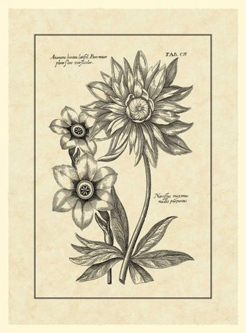 Vintage Besler I White Modern Wood Framed Art Print with Double Matting by Besler, Basilius