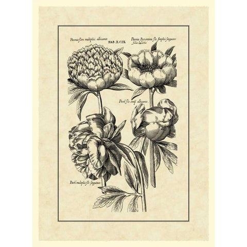 Vintage Besler II Black Modern Wood Framed Art Print with Double Matting by Besler, Basilius