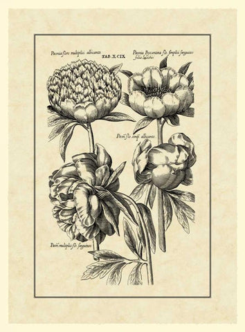 Vintage Besler II White Modern Wood Framed Art Print with Double Matting by Besler, Basilius