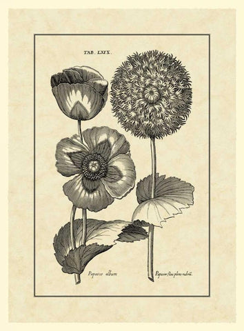 Vintage Besler III Black Ornate Wood Framed Art Print with Double Matting by Besler, Basilius