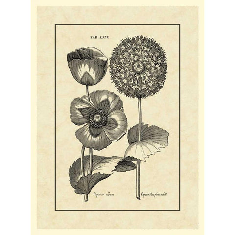 Vintage Besler III White Modern Wood Framed Art Print by Besler, Basilius