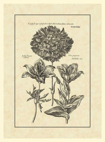 Vintage Besler IV White Modern Wood Framed Art Print with Double Matting by Besler, Basilius