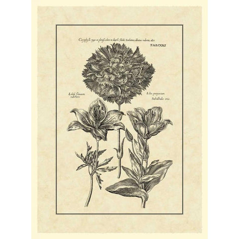 Vintage Besler IV White Modern Wood Framed Art Print by Besler, Basilius