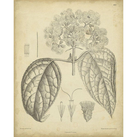 Vintage Curtis Botanical I Black Modern Wood Framed Art Print with Double Matting by Curtis