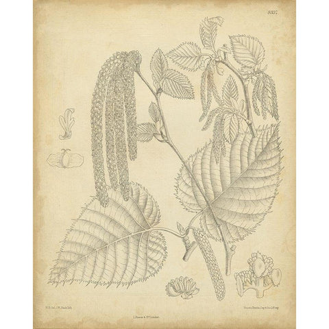 Vintage Curtis Botanical II Black Modern Wood Framed Art Print with Double Matting by Curtis