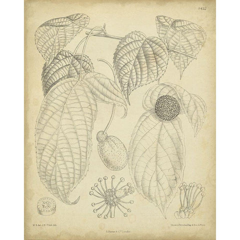 Vintage Curtis Botanical III Black Modern Wood Framed Art Print with Double Matting by Curtis