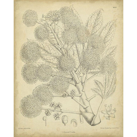 Vintage Curtis Botanical IV Black Modern Wood Framed Art Print with Double Matting by Curtis