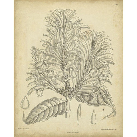 Vintage Curtis Botanical V Black Modern Wood Framed Art Print with Double Matting by Curtis