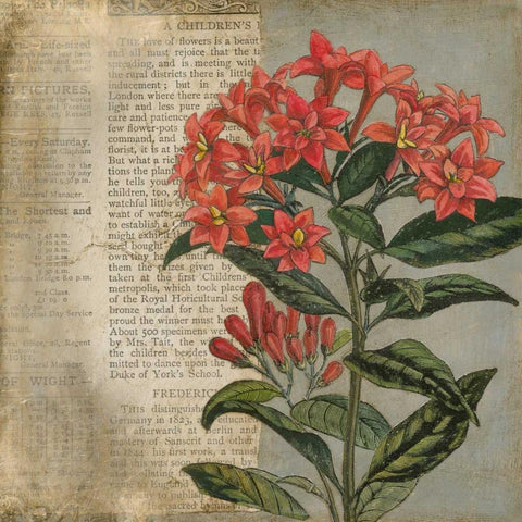 Vintage Fleur Rouge II Black Modern Wood Framed Art Print by Meagher, Megan