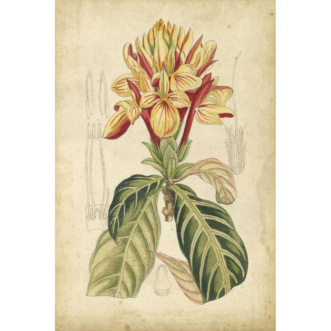 Curtis Tropical Blooms IV Gold Ornate Wood Framed Art Print with Double Matting by Curtis