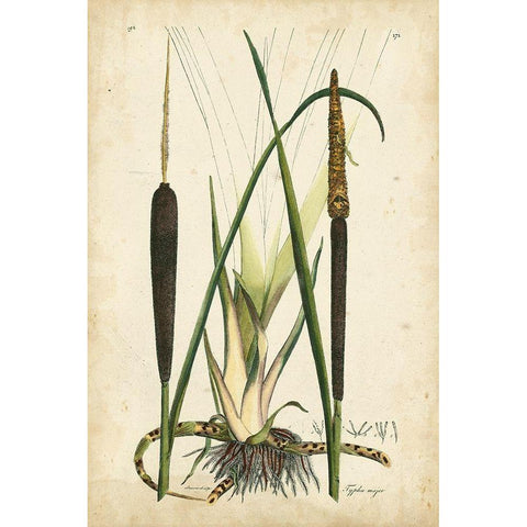 Antique Cattail I White Modern Wood Framed Art Print by Curtis