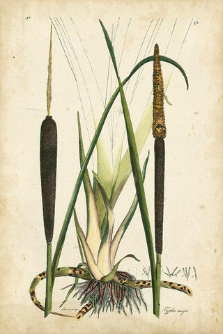 Antique Cattail I Black Ornate Wood Framed Art Print with Double Matting by Curtis