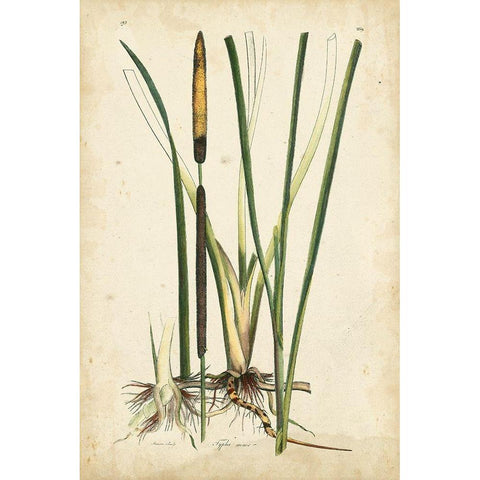 Antique Cattail II Black Modern Wood Framed Art Print with Double Matting by Curtis