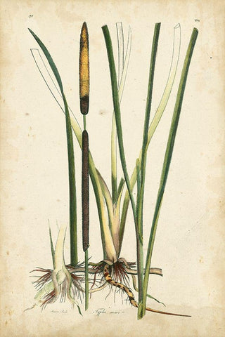 Antique Cattail II Black Ornate Wood Framed Art Print with Double Matting by Curtis