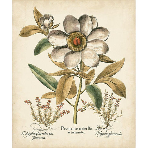 Ivory Peonies I White Modern Wood Framed Art Print by Besler, Basilius
