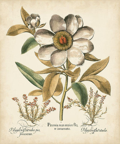 Ivory Peonies I Black Ornate Wood Framed Art Print with Double Matting by Besler, Basilius