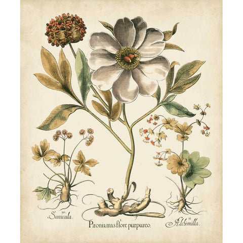Ivory Peonies II White Modern Wood Framed Art Print by Besler, Basilius