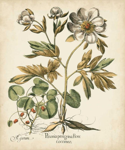 Ivory Peonies III White Modern Wood Framed Art Print with Double Matting by Besler, Basilius