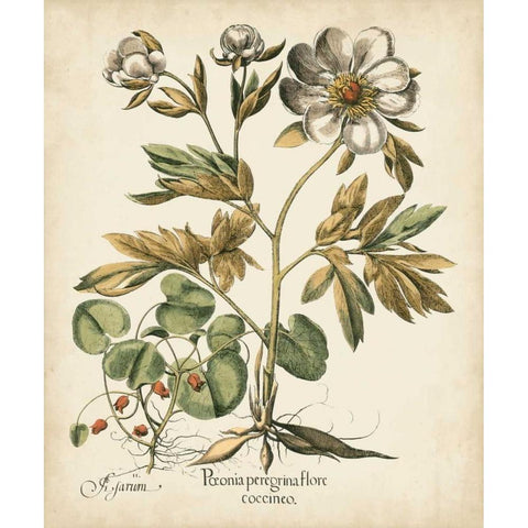 Ivory Peonies III Black Modern Wood Framed Art Print by Besler, Basilius