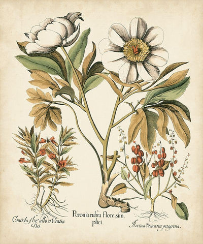 Ivory Peonies IV Black Ornate Wood Framed Art Print with Double Matting by Besler, Basilius