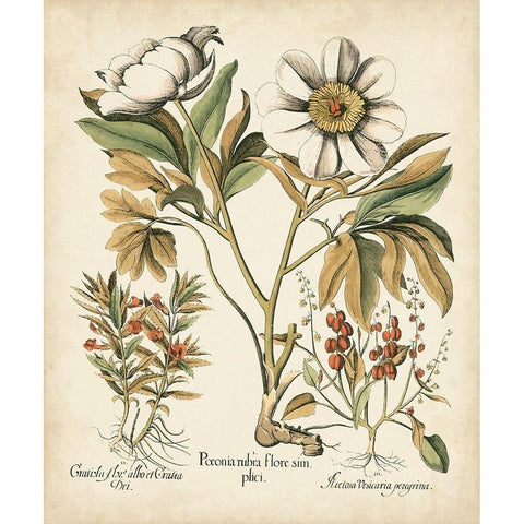Ivory Peonies IV White Modern Wood Framed Art Print by Besler, Basilius