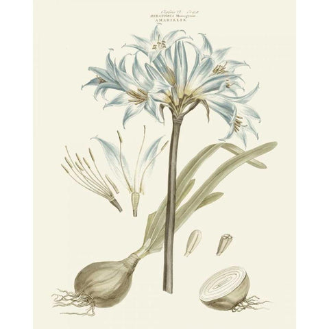 Bashful Blue Florals II Black Modern Wood Framed Art Print with Double Matting by Miller, John