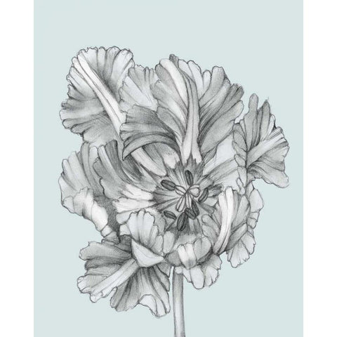 Silvery Blue Tulips I White Modern Wood Framed Art Print by Goldberger, Jennifer