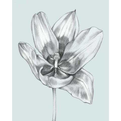 Silvery Blue Tulips II Black Modern Wood Framed Art Print by Goldberger, Jennifer