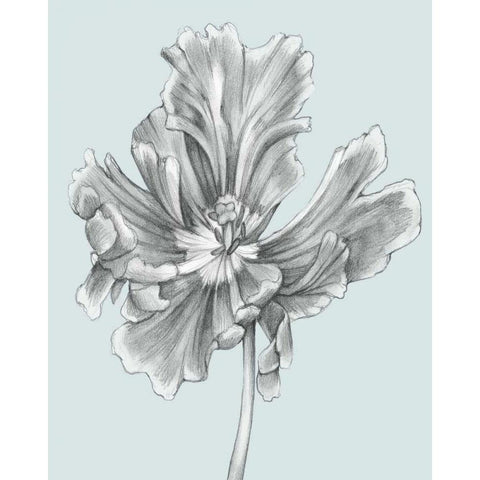 Silvery Blue Tulips III White Modern Wood Framed Art Print by Goldberger, Jennifer