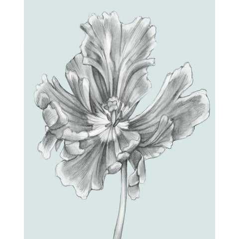 Silvery Blue Tulips III Black Modern Wood Framed Art Print with Double Matting by Goldberger, Jennifer