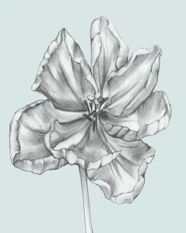 Silvery Blue Tulips IV White Modern Wood Framed Art Print with Double Matting by Goldberger, Jennifer