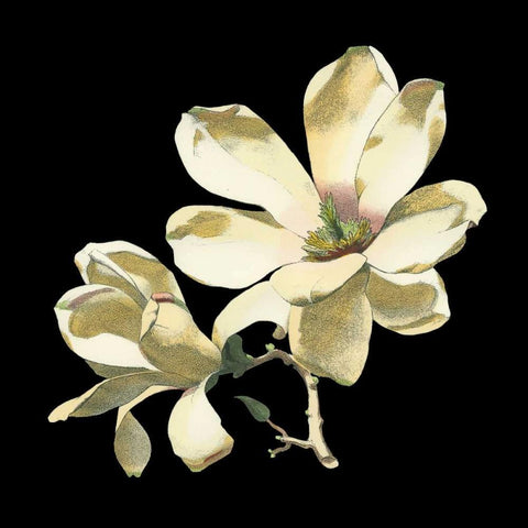 Midnight Magnolias I White Modern Wood Framed Art Print with Double Matting by Chabal Dussurgey