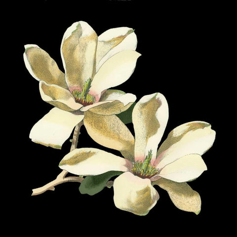 Midnight Magnolias II Gold Ornate Wood Framed Art Print with Double Matting by Chabal Dussurgey