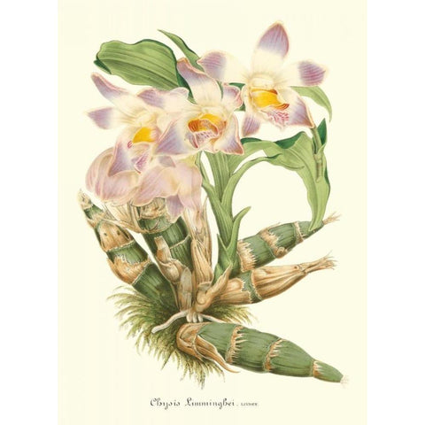 Lavender Orchids I Gold Ornate Wood Framed Art Print with Double Matting by Stroobant, P.