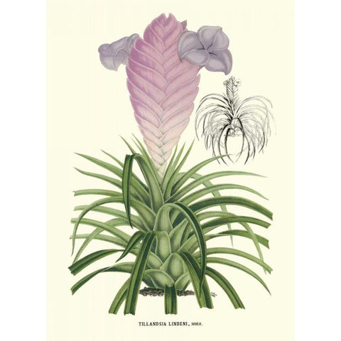 Lavender Orchids III White Modern Wood Framed Art Print by Stroobant, P.