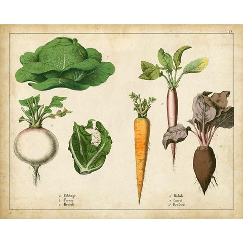 Kitchen Vegetables and Roots I Black Modern Wood Framed Art Print with Double Matting by Unknown
