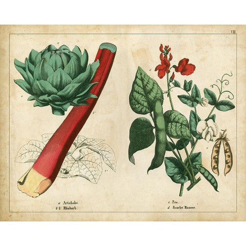 Kitchen Vegetables and Roots II Gold Ornate Wood Framed Art Print with Double Matting by Unknown